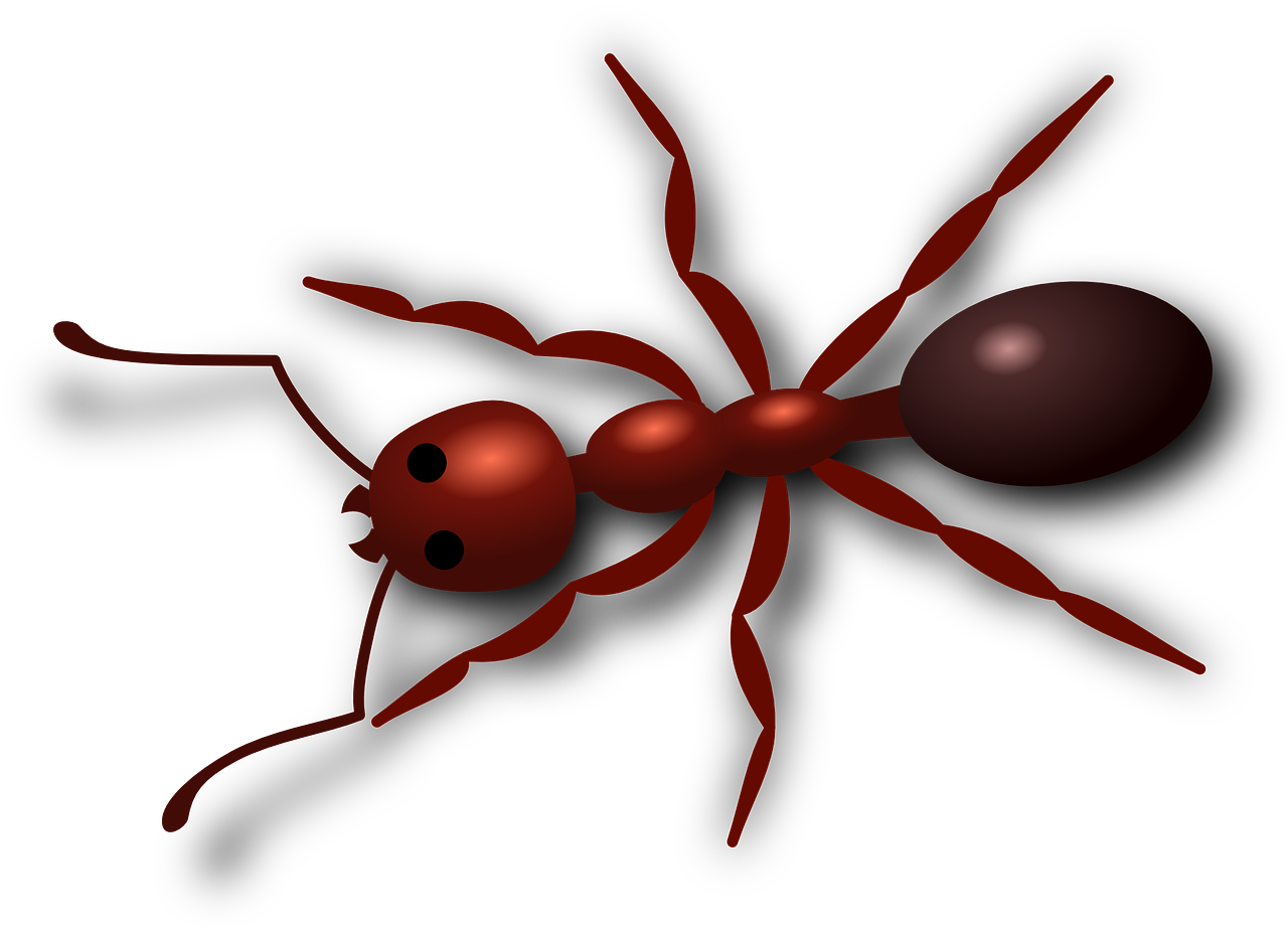 ant, red, sting-30647.jpg