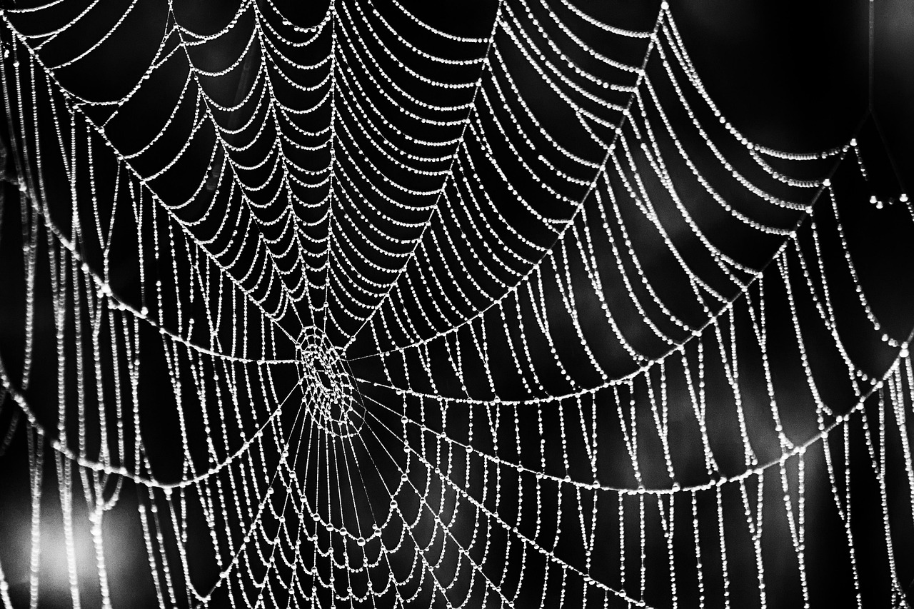 insect, spider web, spider-1445703.jpg